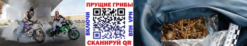 Псилоцибиновые грибы ЛСД  наркошоп  Волчанск 